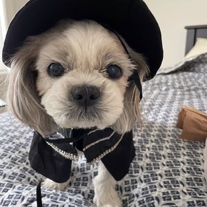 4 Small dog Halloween costumes